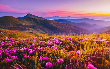Obraz premium Perfect rhododendron flowers on mountain slopes in pink shades. Carpathian mountains, Ukraine. Photo wallpapers.
