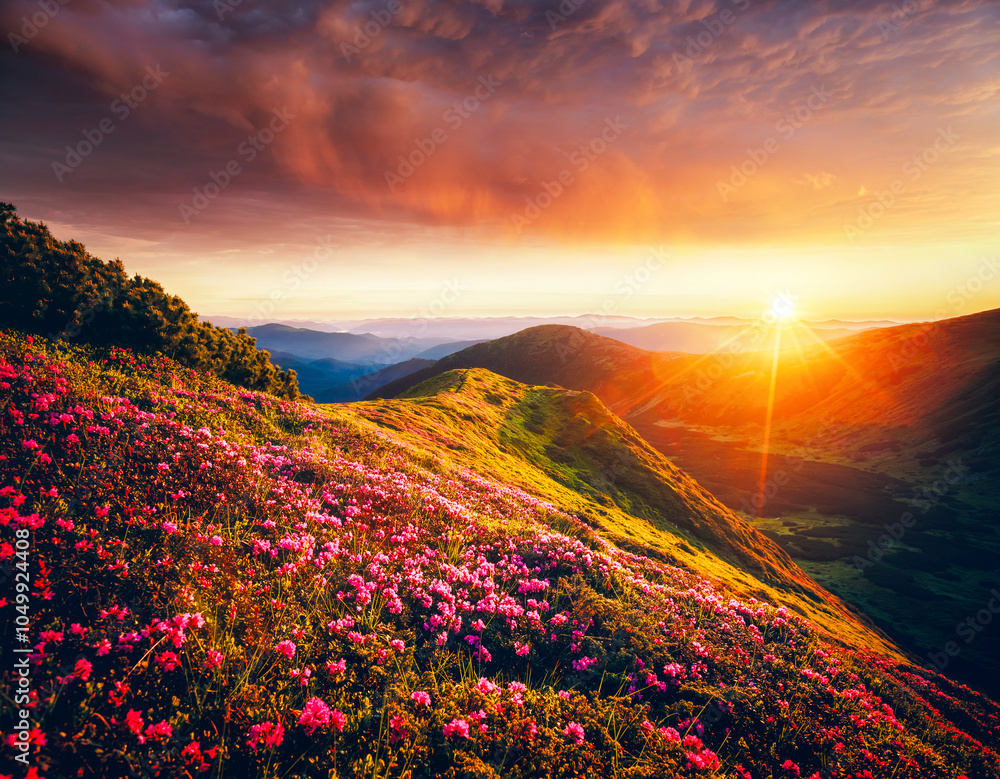 Wall mural Magical rhododendron flowers on mountain slopes in pink shades. Carpathian mountains, Ukraine. Photo wallpapers.