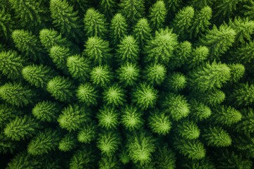 Aerial view of a vast dense forest canopy with diverse lush green tree species, jungle foliage background.