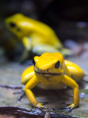 Golden poison frog on the ground