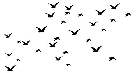 Fototapeta premium flock of birds flying. Black silhouette birds 