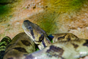 Portrait of a Madagascar tree boa