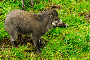 Visayan warty pig in the field