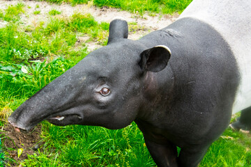 Malayan tapír in a field
