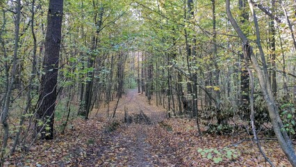 A peaceful autumn trail winds through a dense forest filled with colorful leaves on a clear day
