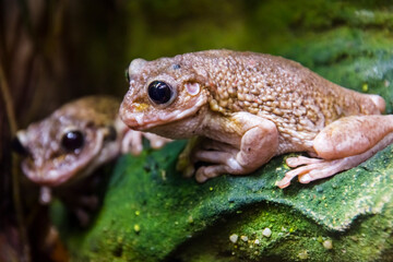 Black-spotted casque-headed tree frog on a leaf