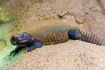 North African spiny-tailed lizard on the rock