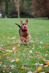 Welsh Terrier playing with a toy in the park during autumn
