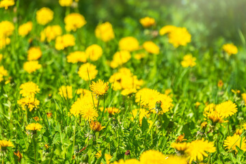 Obraz premium Field of yellow dandelions. Taraxacum officinale, the common dandelion