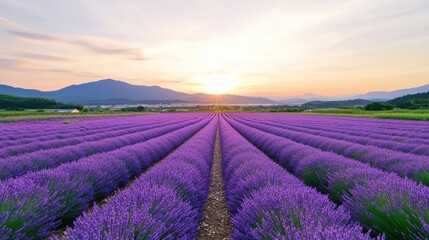 Fototapeta premium Vibrant Lavender Fields in Hokkaido at Sunset