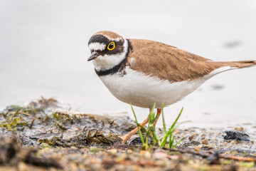 Little ringed plover (Charadrius dubius), bird standing on the lake shore