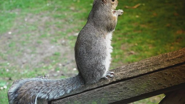 Close-up with a squirrel eating