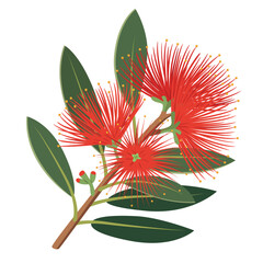 A flat design illustration of a pohutukawa blossom, with red flowers and green leaves.