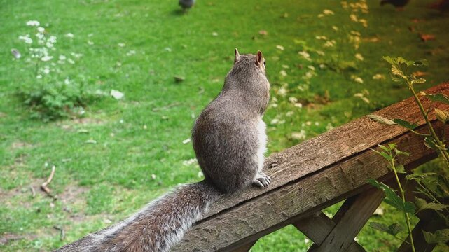 Cute squirrel sits on a wooden railing and eats hurriedly, close-up