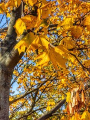 Jesienne żółte liście klonu wiszące na drzwie © Shock0991