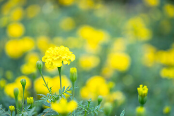 Obraz premium 黄色いマリーゴールドの花