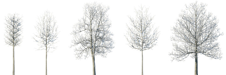 Set of Tilia (linden, basswood, lime trees) winter frontal set street trees isolated png in sunny daylight on a transparent background perfectly cutout