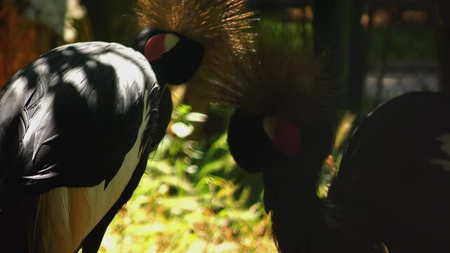 The black crowned crane (Balearica pavonina) is resting