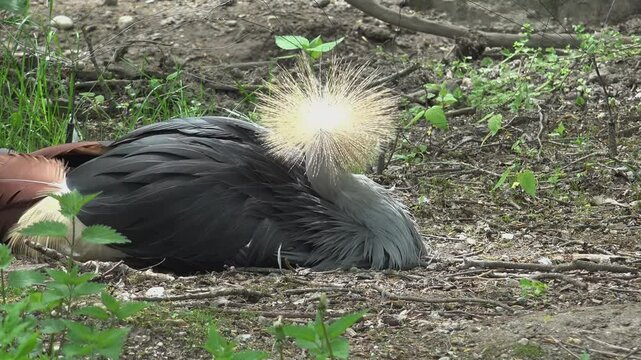 The black crowned crane (Balearica pavonina) is resting