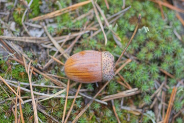 one brown oak acorn lies on green moss in summer nature