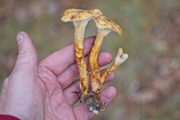 three yellow toadstools lie on the palm of a hand outside in a summer forest