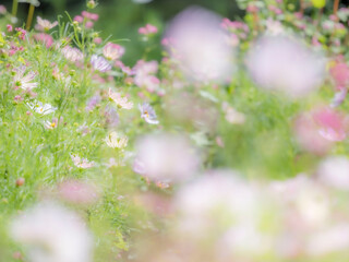 秋の公園や花壇を彩るコスモスのある風景。背景。自然風景素材。