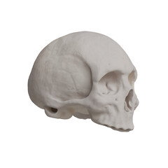 3d Render of Human Headskull