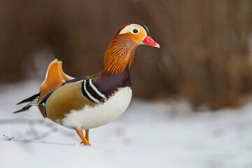 Kaczka mandarynka, mandarin duck (Aix galericulata) © Michal Przystas