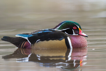 Kaczka karolinka,  Wood duck,  Carolina duck (Aix sponsa) © Michal Przystas