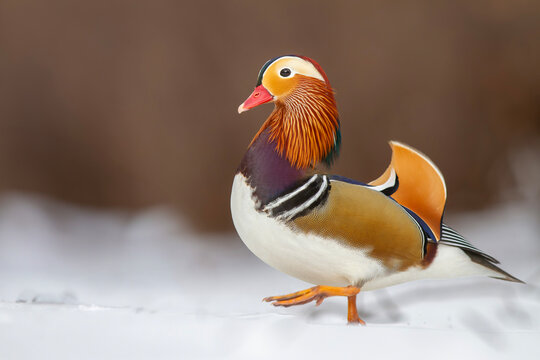Kaczka mandarynka, mandarin duck (Aix galericulata)