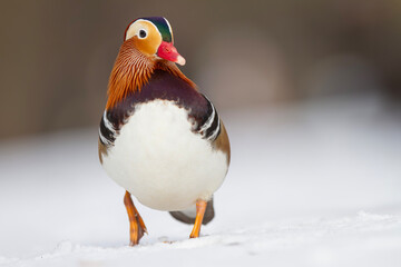 Kaczka mandarynka, mandarin duck (Aix galericulata) © Michal Przystas