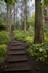 Obraz premium Forest path with wooden steps surrounded by lush green foliage and tall trees in Sintra, Portugal