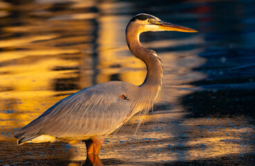 Great blue heron poised in a lake in early morning sunlight, Lake Chickamauga, Harrison Bay State...