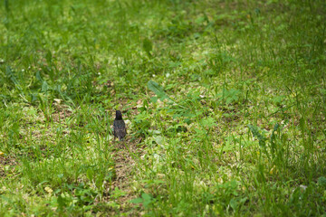 starling and chick walking on grass on a summer day