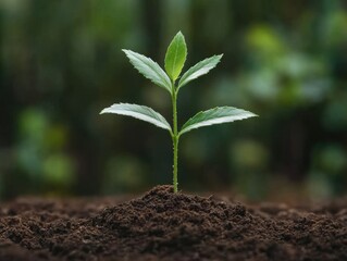 Fototapeta premium New Sapling Growing in Rich Soil