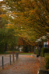 Naklejka premium autumn in the park