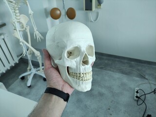 Man holding human skull in hand in the medical office