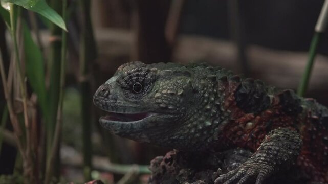 Shinisaurus crocodilurus (Lagarto cocodrilo chino), The Chinese crocodile lizard 