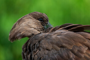 Obraz premium A hamerkop preening its feathers, Rietvlei Nature Reserve, South Africa