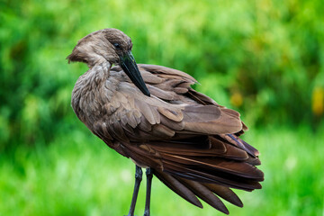 A hamerkop preening its feathers, Rietvlei Nature Reserve, South Africa
