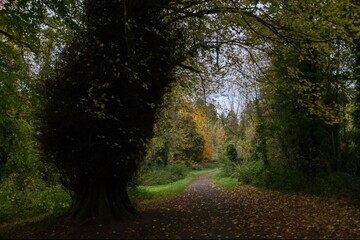 Obraz premium path in the woods