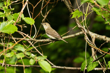 Garden warbler perching in a lush bush on a summer morning in Estonia, Northern Europe	