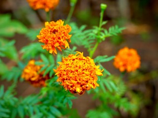 The beauty of the marigold flower is orange and in Indonesia it is called the keningkir flower