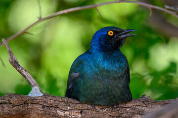 Obraz premium A cape glossy starling perched on a branch against a green background, Rietvlei Nature Reserve, South Africa