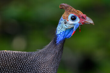 Closeup of a helmeted guineafowl against a green background, Rietvlei nature Reserve South Africa