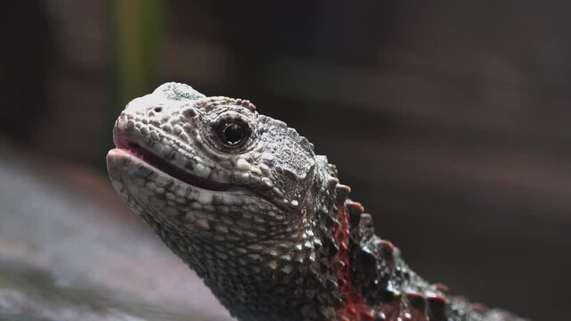 Shinisaurus crocodilurus (Lagarto cocodrilo chino), The Chinese crocodile lizard 
