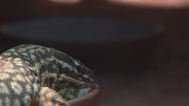 Varanus Acanthurus ,The Spiny Tailed Monitor
