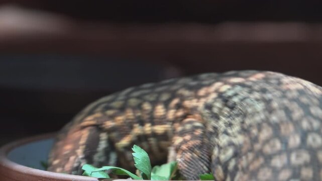 Varanus Acanthurus ,The Spiny Tailed Monitor