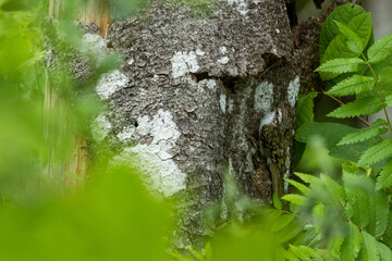 Eurasian treecreeper entering a nest under loose tree bark on a sunny spring morning in a boreal forest in Estonia, Northern Europe	