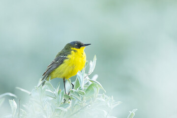 Yellow wagtail perched on a Willow bush on a summer evening on a wet meadow in Riisitunturi National Park, Northern Finland